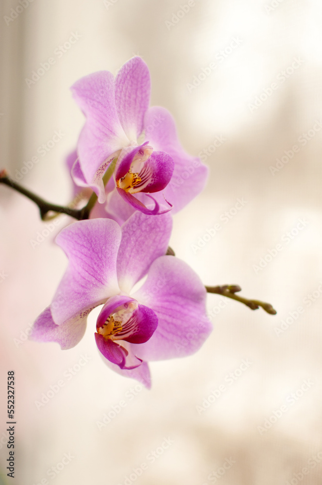 pink orchid flowers on a white blurred background pink orchid flowers on a white blurred background