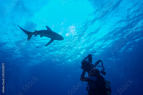 Underwater photographer shooting Silky Shark length. © osman