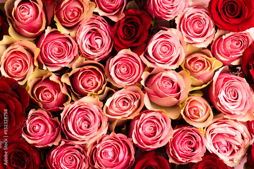 Composition of close up of roses Composition of close up of roses