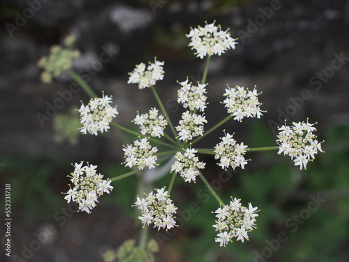 Flores blancas en primer plano. Concepto de primavera.