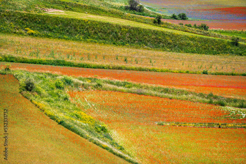 Flowering in the lentil fields in Castelluccio di Norcia © Nicola Simeoni