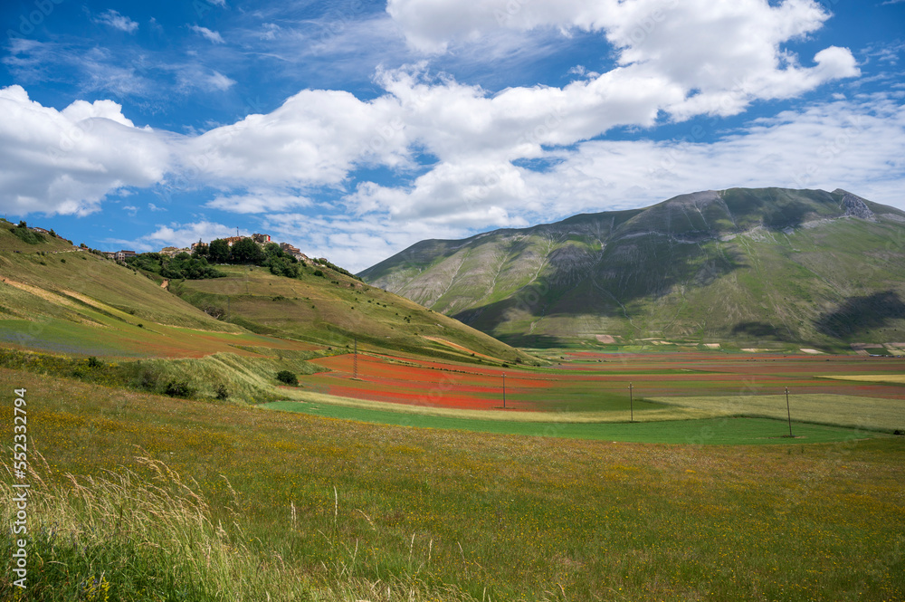 Flowering in the lentil fields in Castelluccio di Norcia