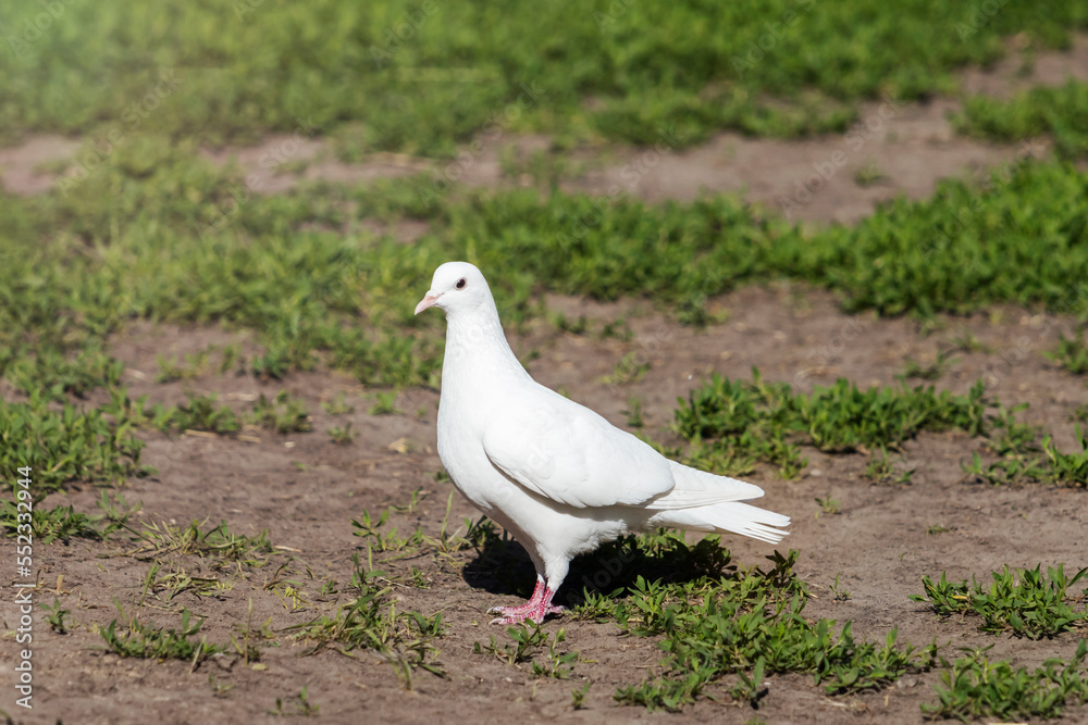 white dove stands on the ground with green grass white dove stands on the ground with green grass