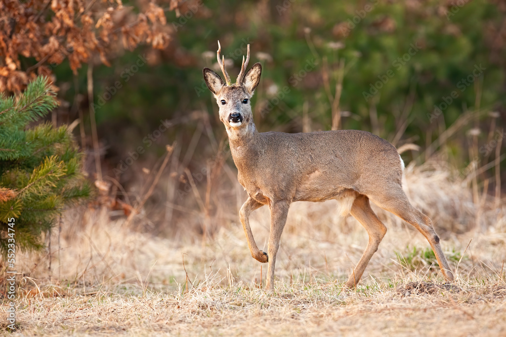 Roe deer, capreolus capreolus, walking on dry meadow in springtime nature. Roebuck looking to the camera on field in spring. Antlered mammal moving on pasture. Roe deer, capreolus capreolus, walking on dry meadow in springtime nature. Roebuck looking to the camera on field in spring. Antlered mammal moving on pasture.