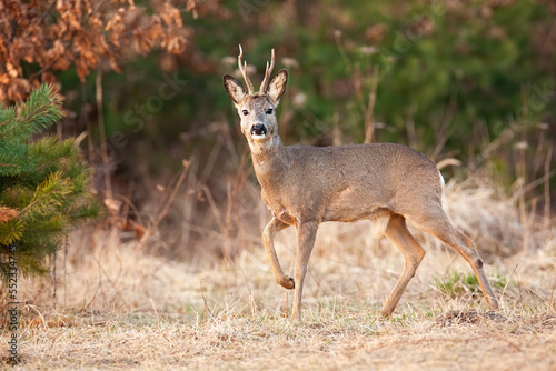 Roe deer, capreolus capreolus, walking on dry meadow in springtime nature. Roebuck looking to the camera on field in spring. Antlered mammal moving on pasture.