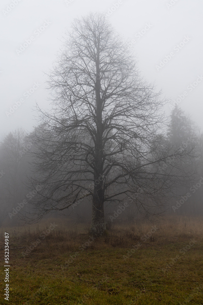 One larch tree without leaves is in a forest in autumn in fog. Vertical One larch tree without leaves is in a forest in autumn in fog. Vertical