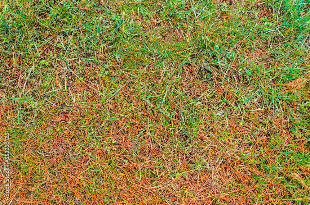 Nature ground texture with dead leaves on the grass during fall season Nature ground texture with dead leaves on the grass during fall season