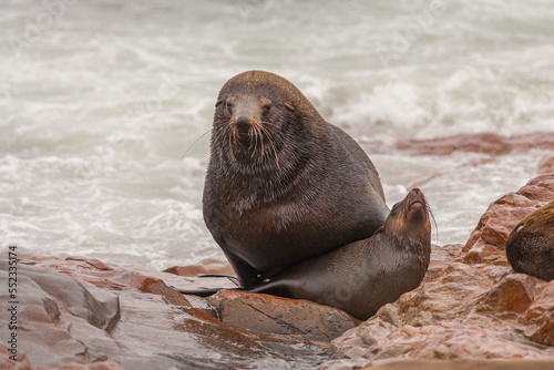 Two mating Cape fur seals (Arctocephalus pusillus) in the seal colony at Cape Cross, Namibia