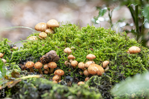 Pilze im Wald in der Natur im Herbst