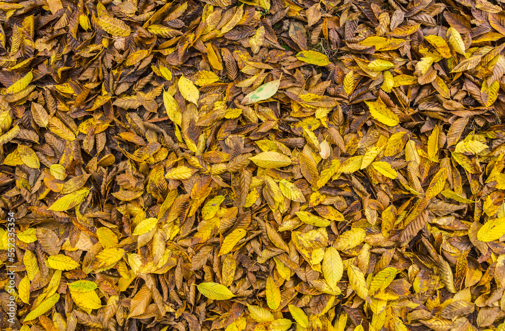Nature ground texture with dead leaves on the grass during fall season Nature ground texture with dead leaves on the grass during fall season