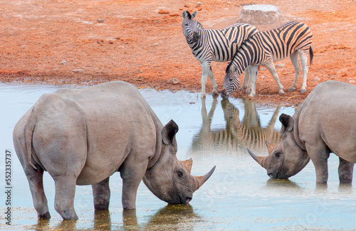 Rhino and two zebra drinking water from a (rezerv) small lake - Etosha National Park, Namibia