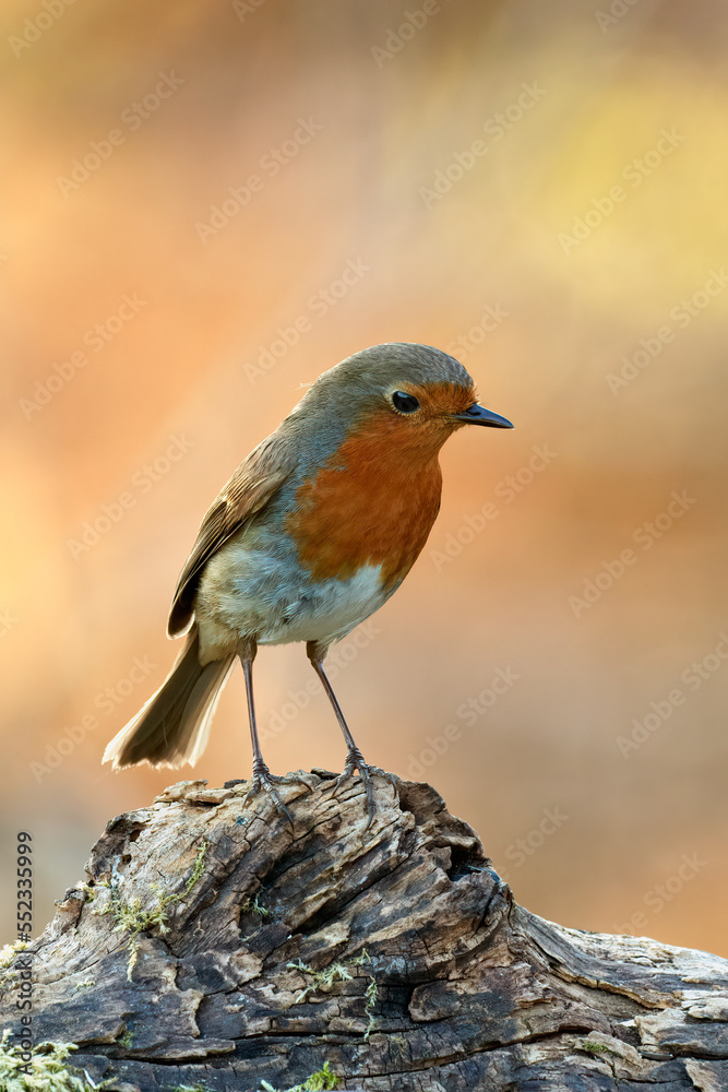 Robin bird sitting on old wood in forest at sunset. Side view, closeup. Blurred colorful background. Genus Erithacus rubecula. Robin bird sitting on old wood in forest at sunset. Side view, closeup. Blurred colorful background. Genus Erithacus rubecula.