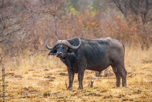 Portrait of a Cape buffalo (Syncerus caffer) in the wild