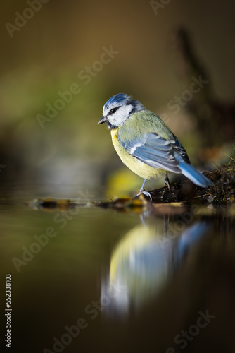 Eurasian blue tit, cyanistes caeruleus, looking to the reflection in water. Blue and yellow songbird sitting on riverside in spring. Color feathered animal resting next to river. © WildMedia