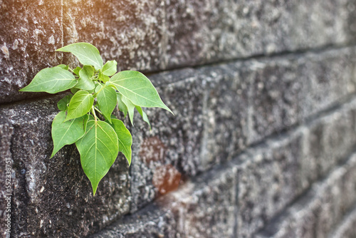 young plant growing on the old stone wall as a concept of hope and success