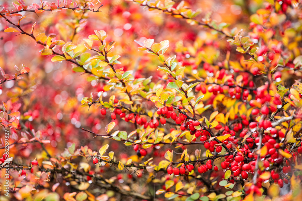 Red hawthorn berries on a bush. Crataegus. Bright colors of autumn