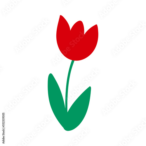 A red tulip flower on a white background. Vector illustration