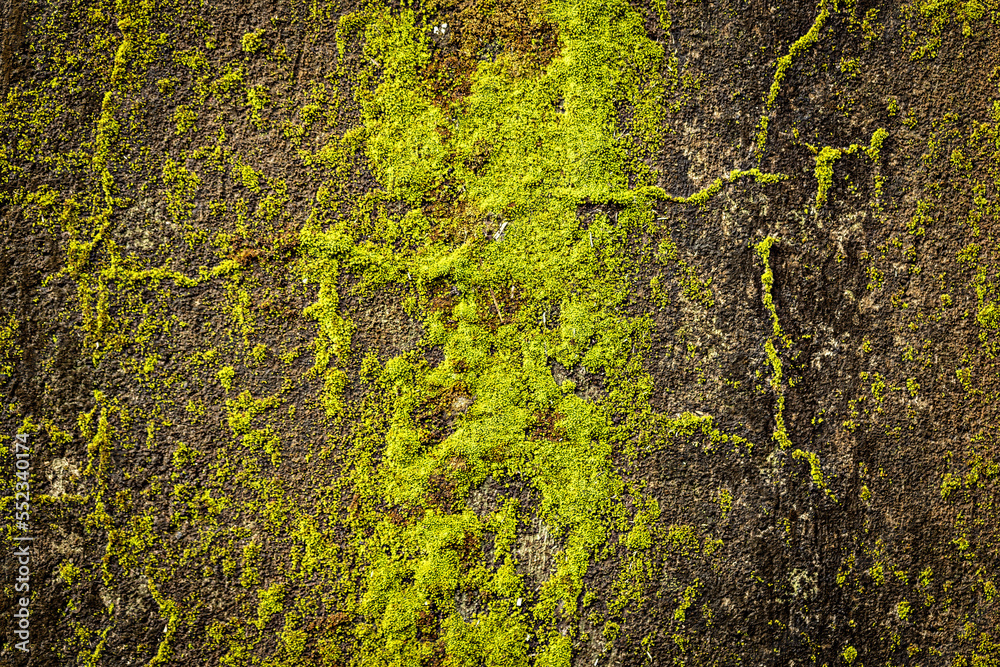 Green mossy concrete wall close up selective focus Green mossy concrete wall close up selective focus