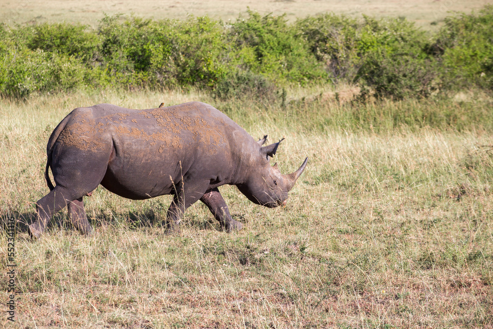 Black rhinoceros walking at the african savanna Black rhinoceros walking at the african savanna