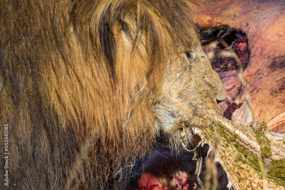 Naklejka premium Male Lion eating from a dead animal