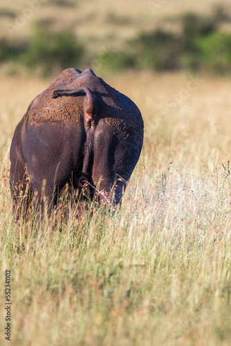 Black Rhino that peeing the savannah