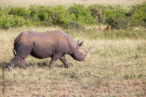 Black rhinoceros walking at the african savanna