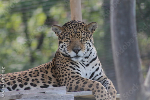 beau léopard asiatique de l'Amour faisant la sieste, Panthera pardus orientalis
