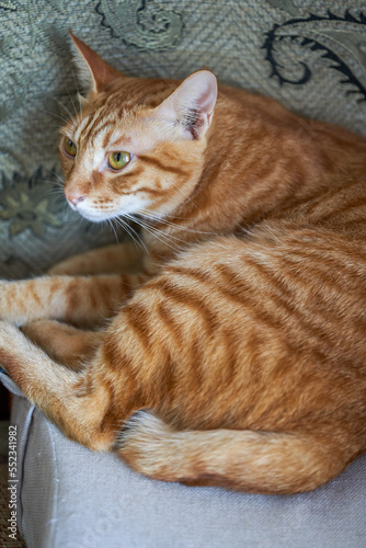 Cute pet cat Chinese pastoral cat raised in the family