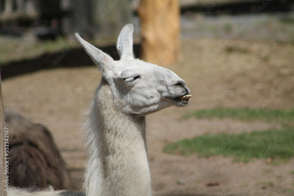 Beau lama blanc vu de la tête, avec ces longues dents toujours apparentes