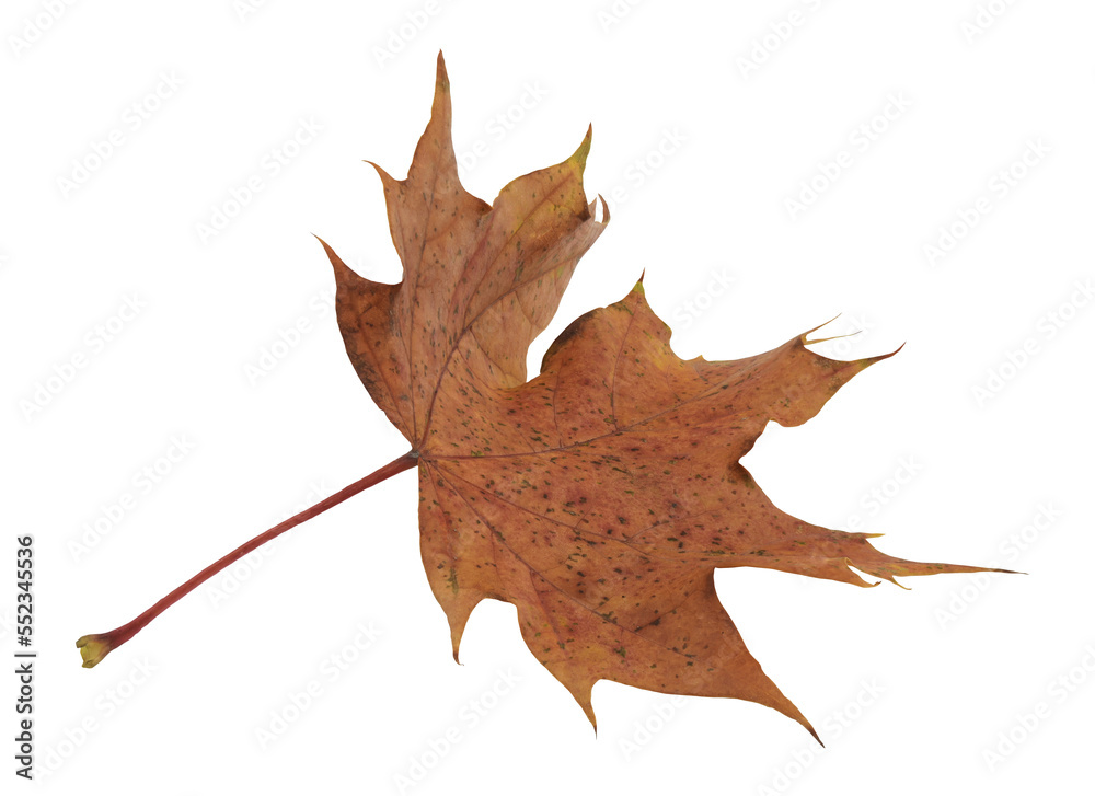 Fototapeta premium leaf whit the color of fall
