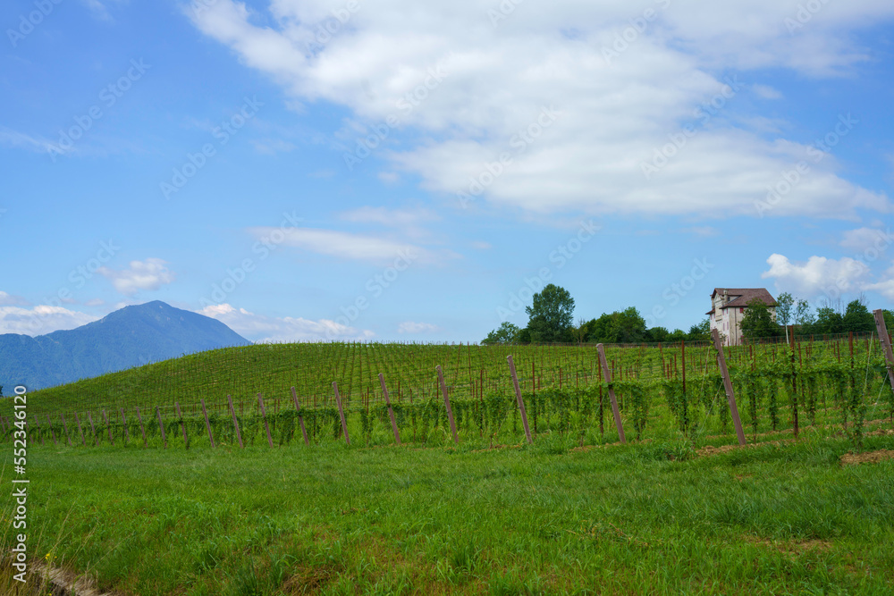 Landscape near Santa Giustina and Sedico, Belluno province