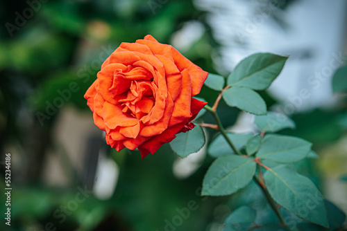 red rose in garden