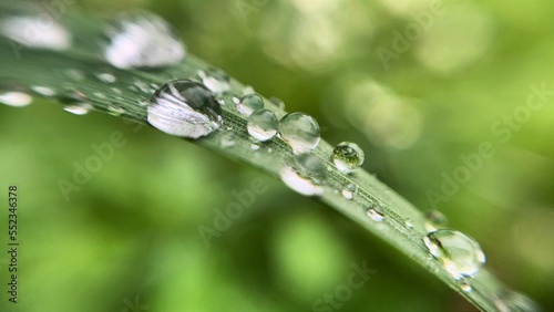 drops of dew on the grass