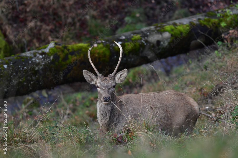 Fototapeta premium Rothirsch Europäisch