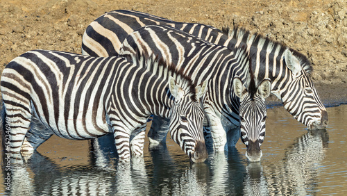 Zebra s Three Together Drinking Waterhole Wildlife Wilderness Close Up Frontal View Photo