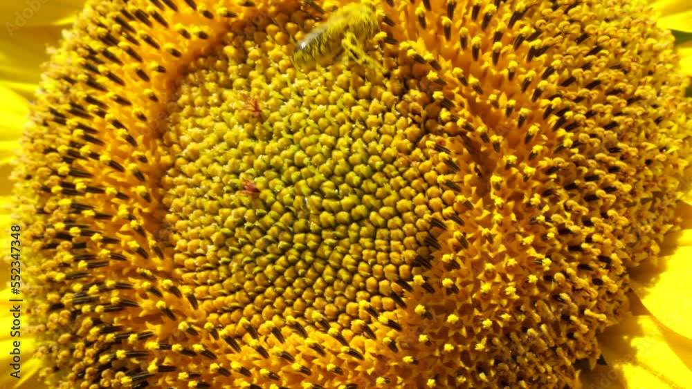 Bees collect nectar and pollen from flowers of sunflower. Sunflowers give a lot of nectar and pollen than attract insects. Bees collect nectar and pollen from flowers of sunflower. Sunflowers give a lot of nectar and pollen than attract insects.
