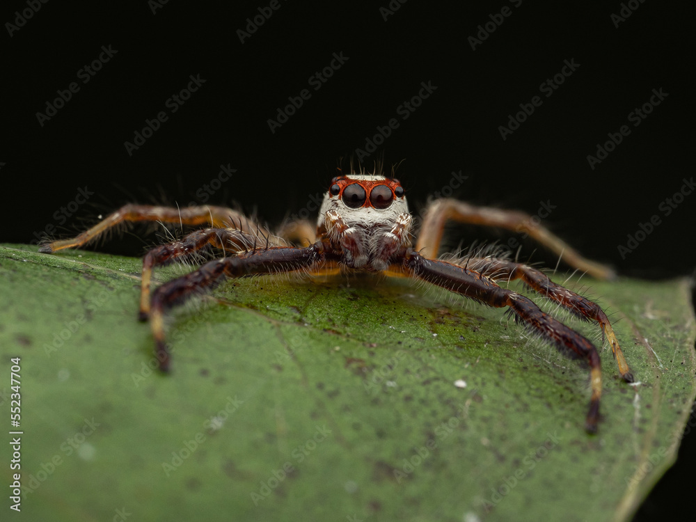 jumping spider jumping spider