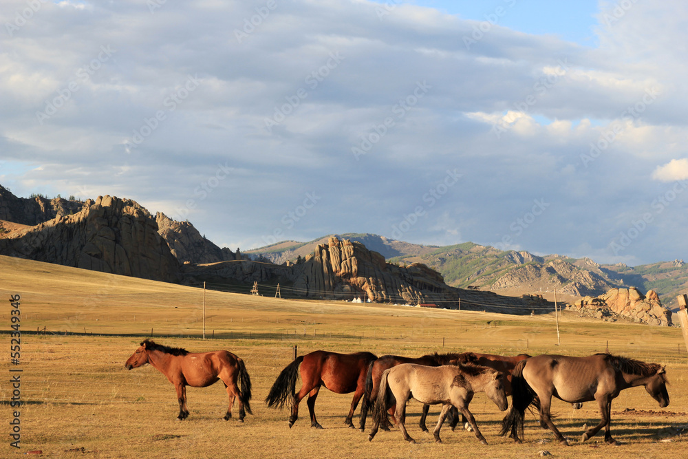 Horses in Gorkhi-Terelj National Park, Mongolia