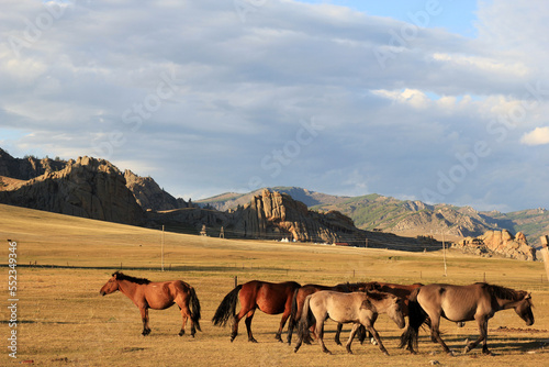 Horses in Gorkhi-Terelj National Park  Mongolia