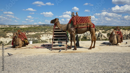 Camels in Love Valley at Uchisar in Cappadocia,Nevsehir Province,Turkey
