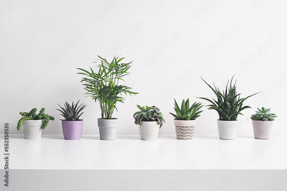 Different home plants on the white background - home gardening and connecting with nature concept Different home plants on the white background - home gardening and connecting with nature concept