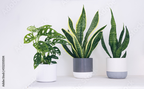 Young home plants - monstera monkey mask and sansevieria or snake plants on a white background, minimalistic home decor photo