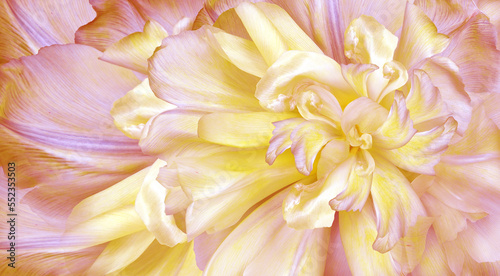 Yellow-pink  flower  and petals.   Floral spring background. Close-up. Nature.