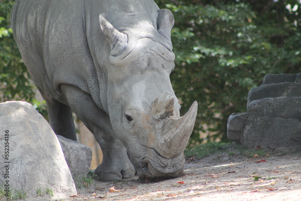 Naklejka premium Beau visage fatigué de rhinocéros blanc, Ceratotherium simum
