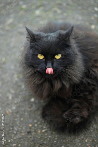 Portrait of cute street black cat