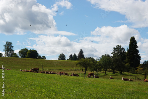 Cows in countryside in Baden-Wuerttemberg, Germany