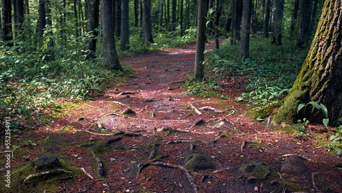 Pokainu forest trail, ancient holy site, spruce forest with red fallen needles photo