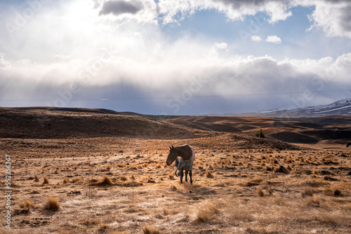 Beautiful view along the Godley Peaks Road to the Mt John Astronomical Observatory  Canterbury  New Zealand  South Island. Horse stable along the road for horse riding experience. 