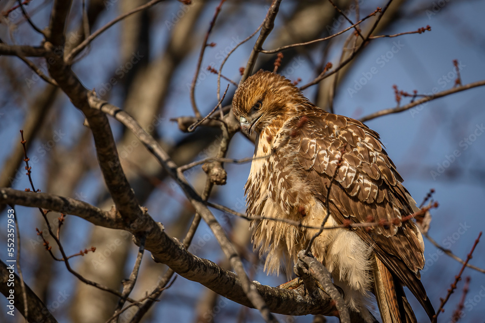 Fototapeta premium Red-tailed Hawk perched on a tree branch