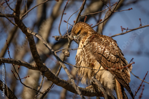 Red-tailed Hawk perched on a tree branch